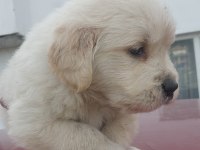 Golden retriever bebekler
