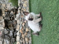 MÜKEMMEL KALİTE SİYAM KEDİSİ ERKEK