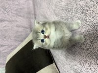 British Longhair Sevimli İki Kardeş