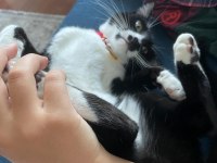 Sevecen ve oyun delisi çocuk kedimiz