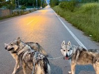 A KALİTE WOLFDOG YAVRULAR