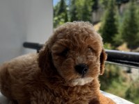 Tr Nin En Uygun Poodle Yavrusu