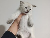 Scottish fold blue point