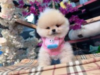 A kalite pomeranian boo