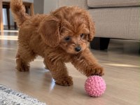 Toy Poodle Irkı Cins Yavrular