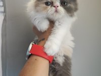 İran kedisi yavruları