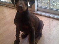 REZERVE AÇIK DOBERMAN