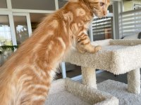 Red XL Mainecoon Erkek 