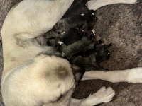 Dev kangal yavrular rezerveye açıktır