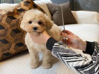 Birinci Sınıf Toy Poodle Yavrularımız