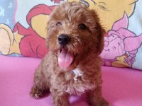 Red maltipoo minnaklar