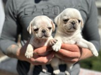 EGZOTİC WHİTE PUG KARDEŞLER