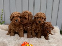 Ziyarete Açık Erkek Dişi Poodle Bebekler