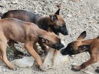 Belçika malinois köpekler