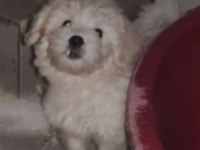 (SDK) Çiftlikten sıfır numara terrier yavru
