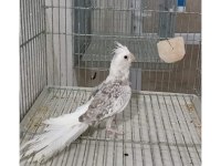 Ful ele alışık sultan papağanları