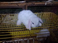 Hollanda Lop Ve Cüce Tavşanlar