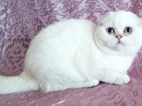 Şampiyon atalardan scottish fold yavrular
