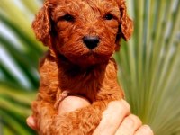 Muhteşem toy poodle bebeklerimiz