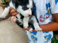 Husky köpeği bebekler