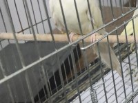 YARI EVCİL ERKEK LUTİNO KIRMIZI GÖZ SULTAN PAPAĞANI