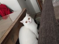 Scottish straight shorthair white dişi