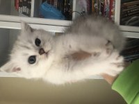 2 Aylık Yavru British Longhair Cins Kediler
