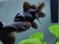 İTHAL ORANDA THAİLAND BABY FACE BLACK ORANDA KALİTELİ