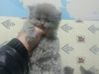 OYUNCU UYSAL KEDİMİZ YUMAK YENİ YUVASINI ARIYOR