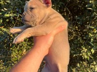 60 Günlük Son Kalan Erkek Yavru French Bulldog