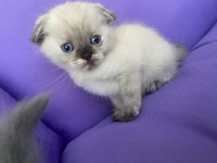 Scottish fold