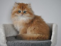Şecereli Golden British Longhair ny12 dişi 3 aylık