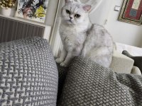 British Shorthair kedimize yuva arıyoruz