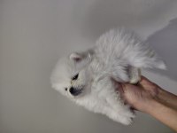 Pomeranian minik surat