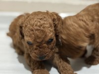 TOY POODLE BEBEKLER