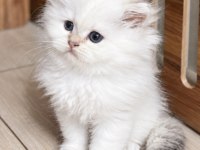 Golden Point Ny25 Dişi British Longhair