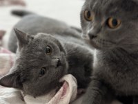 1 erkek ve 2 dişi british shorthair yavruları
