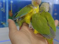 Pineapple Konur Bebekler