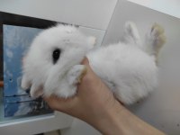 Hollanda CÜCE TAVŞAN (NETHERLAND DWARF)