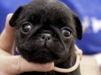 Siyah Pug Safkan