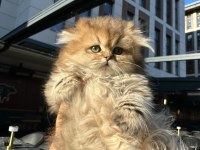 Ücretli british golden longhair erkek yavru