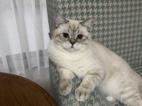 Çiftleştirmek için dişi kedi arıyoruz