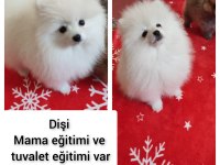 Pomeranian oyuncak yüz