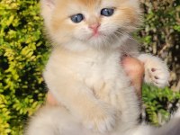 Üst kalite Erkek British Shorthair Yavrular