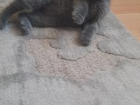 Scottish Fold 45 günlük Tuvalet ve mama egitimlidir