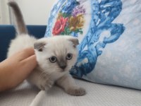 Prensesimizi sahiplendiriyoruz scottish fold