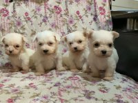 Maltese dişi erkek yavru köpeklerimiz