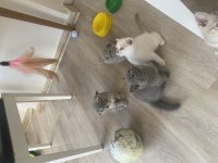 16 Günlük Pamuk Gibi Kediler Sahiplenmeyi Bekliyor