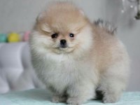 Pomeranian Boo Bebek