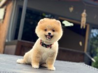 SAĞLIK VE IRK GARANTİLİ POMERANİAN KÖPEĞİMİZ